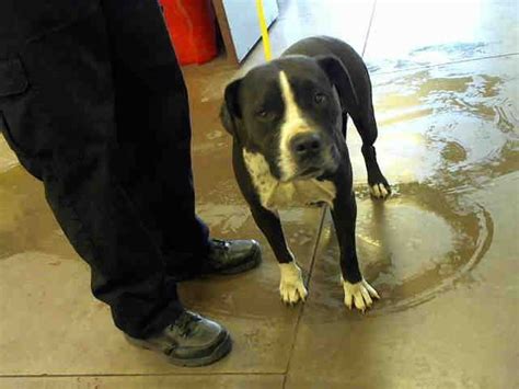 We strongly recommend visiting us and your local shelter in person to search for your lost pet. PetHarbor.com: Animal Shelter adopt a pet; dogs, cats ...