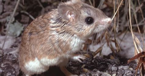 Grasshopper Mouse Animal Facts A Z Animals