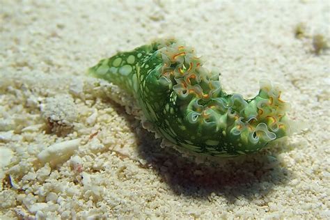 Hd Wallpaper Nudibranch Underwater Marine Caribbean Green Color