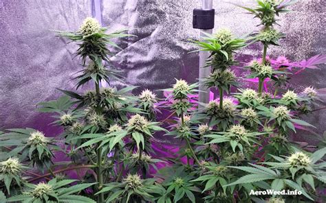 It's proven to increase the growth of your cannabis, so get your pack now. Picture Gallery of Weed Plants Growing in an AeroGarden™