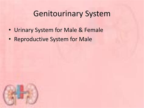 Ppt Genitourinary System Powerpoint Presentation Free Download Id