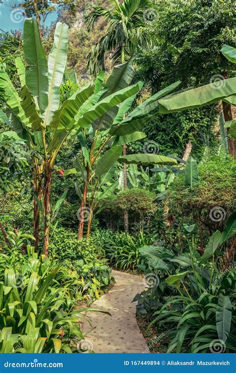 Narrow Footpath Across Tropical Lush Jungle Forest With Palms Banana
