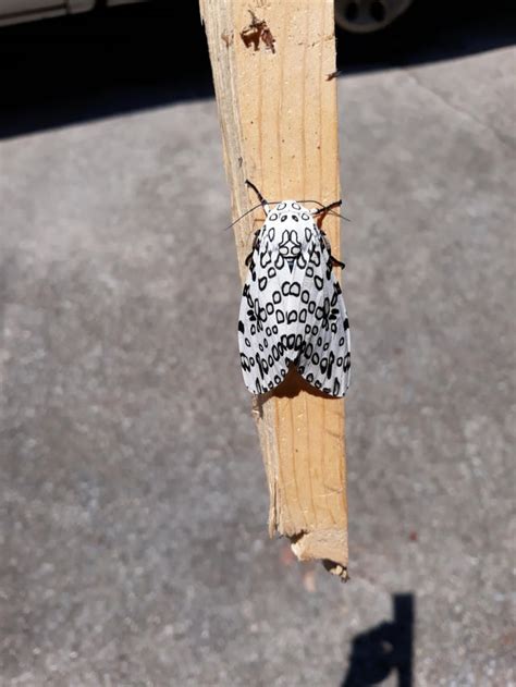Cool Moth I Found In Alabama Moths