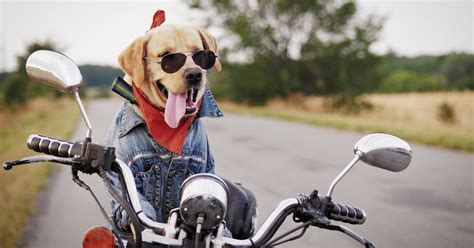 How To Take Dog On Bike Ride