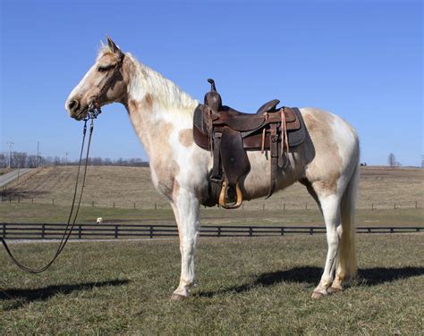 Spotted Saddle Horse Archives Platinum Equine Auction