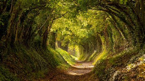 Halnaker Tree Tunnel With Sunlight Shining In West Sussex England Uk