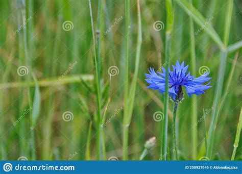 Cornflower Cornflower Blue Field Flower In The Field Between The