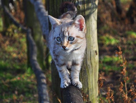 Berbagai gambar kucing dibawah ini juga bisa kalian jadikan sebagai status whatsapp, instagram. Gambar : alam, bunga, hewan, imut, margasatwa, anak kucing, musim gugur, binatang menyusui ...