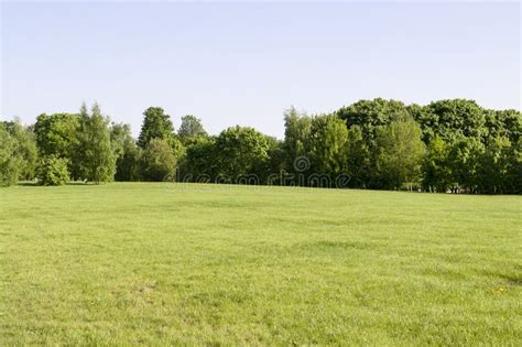 Field Of Grass On Forest Background Nature Stock Photo Image Of