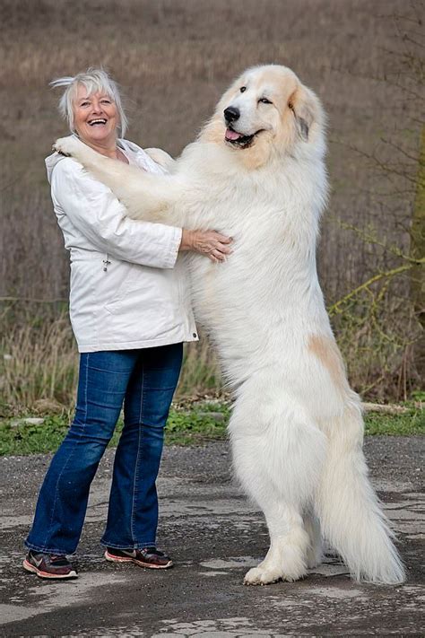 Great Pyrenees Dog Breed Profile And Facts Petco Near Me Big Dog