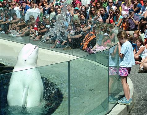 Vancouver Aquarium Beluga Whale David Davies Flickr