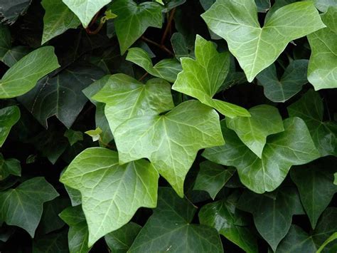 Per avere delle piante sane e con tantissime foglie verdi basta seguire 4 semplici regole! Edera - Hedera helix - Giardinaggio.mobi
