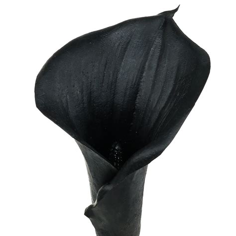 Deko-Calla Schwarz 75cm-87620 preiswert online kaufen