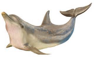 whales colouring  printables  kids