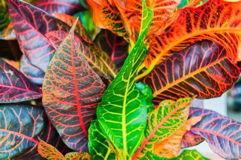 9 Amazing Uses And Benefits Of Croton Plants Petal Republic