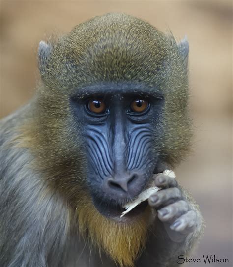 Mandrill Portrait Photographed At Chester Zoo Steve Wilson Over