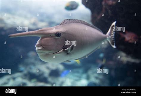 Whitemargin Unicornfish Naso Annulatus Stock Photo Alamy
