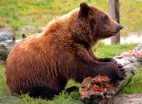 Kodiak Bear Animal Facts And Information
