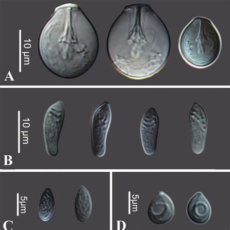 Photographs Of Nematocysts Of Hydra Shenzhensis Sp Nov Non Type