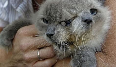 The Famous Two Faced Cat Passed Away At The Age Of 15 Women Daily