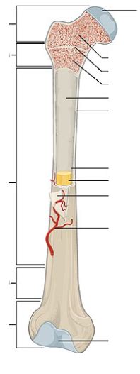 Long Bone Anatomy Diagram Quizlet