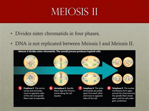 Ppt Meiosis Powerpoint Presentation Free Download Id 2349137