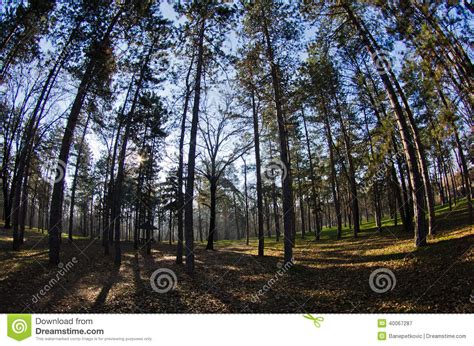 Morning At Pine Forest Sun Rays Through Branches Stock Image Image