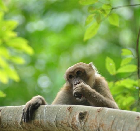Premium Photo Behaviors Of Monkey In The Nature Wild Macaques