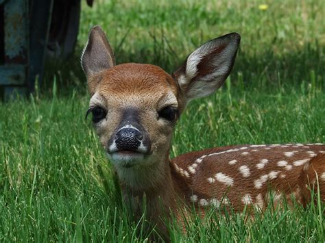 Baby Whitetail Deer Go To Kathy Flickr