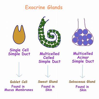 Exocrine Glands System Simple Drawing Tissue Duct