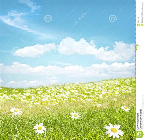 Chamomile Flowers Landscape Stock Photo Image Of Grass Nature 7028116