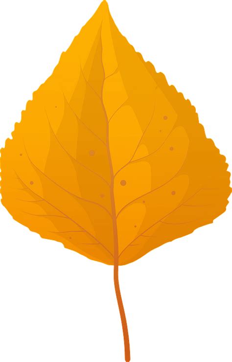 Quaking Aspen Late Autumn Leaf Clipart Free Download Transparent Png