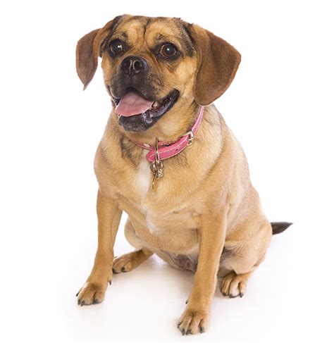 Latest Hd Pictures Of A Puggle Wallpaper Quotes