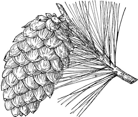 Pine Cone Of Limber Pine Clipart Etc Pine Cone Drawing Pine Cones