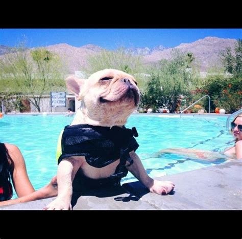 Find out if french bulldogs are good at swimming, plus some tips on how to teach a frenchie to swim safely using a quick method in a video. First swim! :) | French bulldog, Bulldog, Puppies