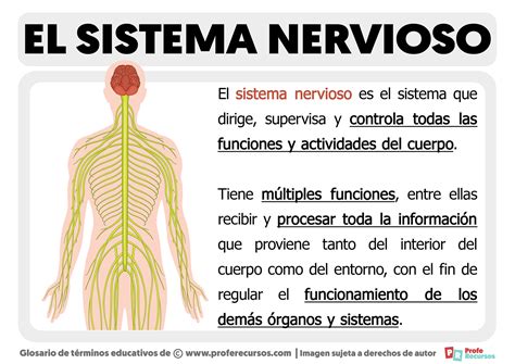 ¿qué Es El Sistema Nervioso