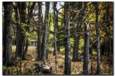 Wallpaper Trees Fall Leaves Forest Landscape Woods Hut Hin