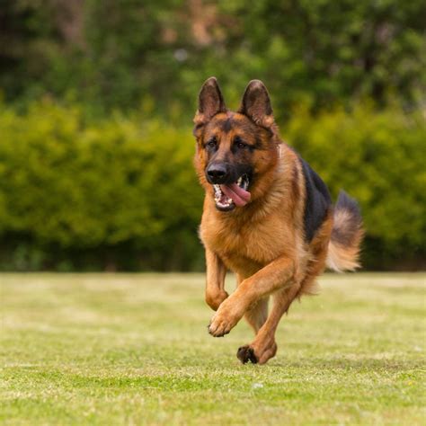 German Shepherd Dogs The Loyal And Intelligent Canine Companion Dog