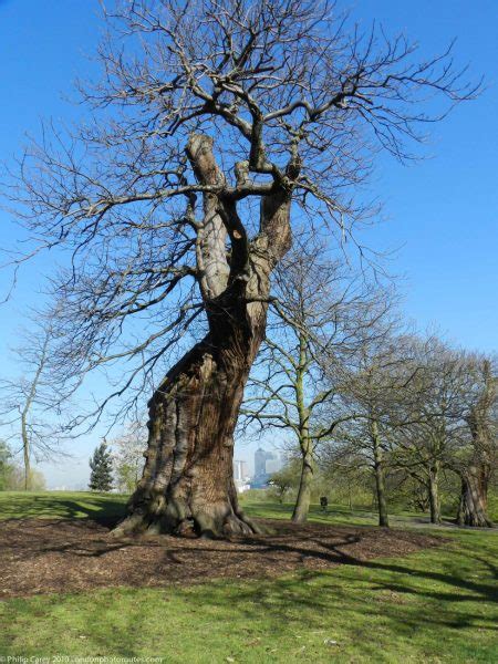 Old Oak Tree Greenwich Park London Photo Areas And Routes