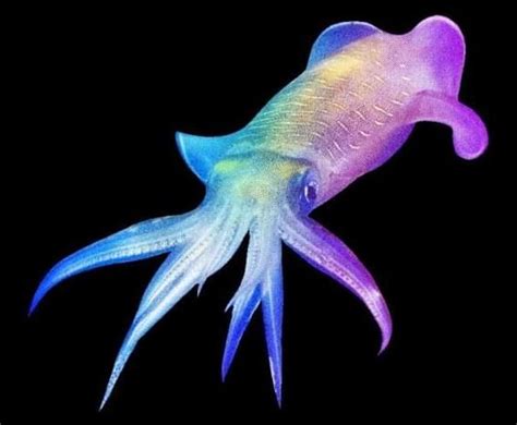 Cannibal Squid Change Color To Speak In A Way That Resembles Human