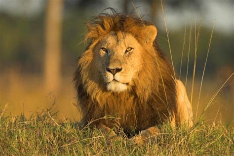 Beauty Cute Amazing Animal Lion In Jungle Wallpapers Hd Desktop