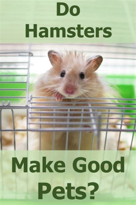 Do Hamsters Make Good Pets Hamsters 101
