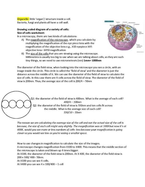 Cells As The Basis Of Life Module 1 Summary Hsc Year 11 Biology
