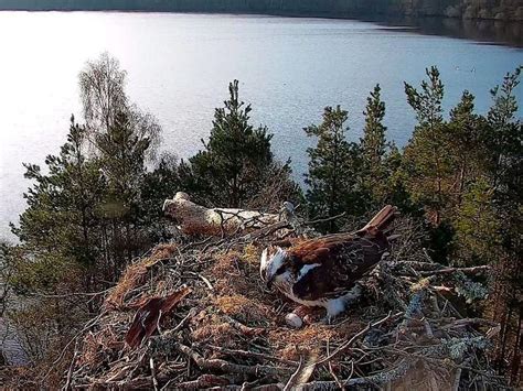Female Osprey Lays Third Egg Of The Season At Loch Reserve Guernsey Press