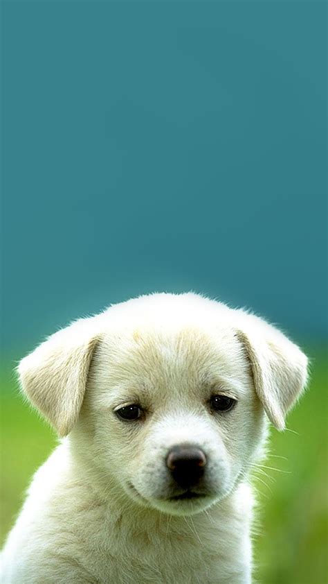 Puppy Style Hd Wallpaper For Your Mobile Phone