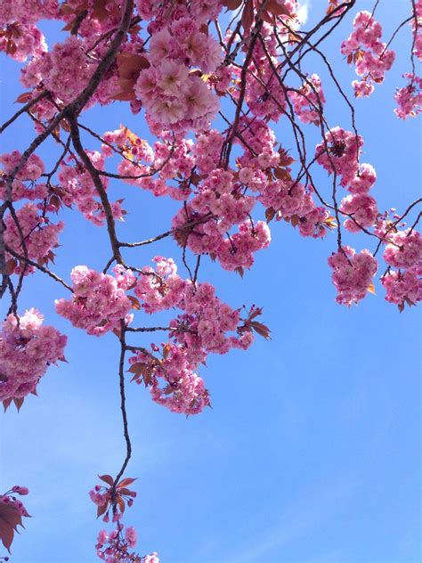 Spring Aesthetic Wallpapers Top Free Spring Aesthetic Backgrounds