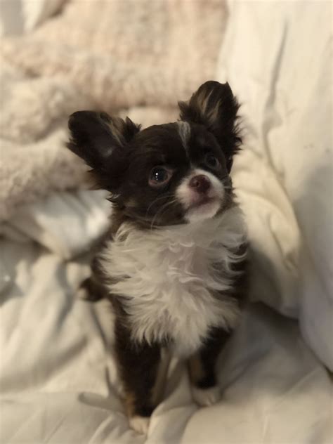 Chocolate And White Long Hair Chihuahua 3 Months Old Long Haired
