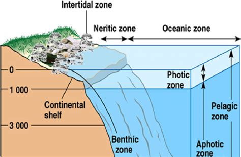 Zones Of Marine Habitat