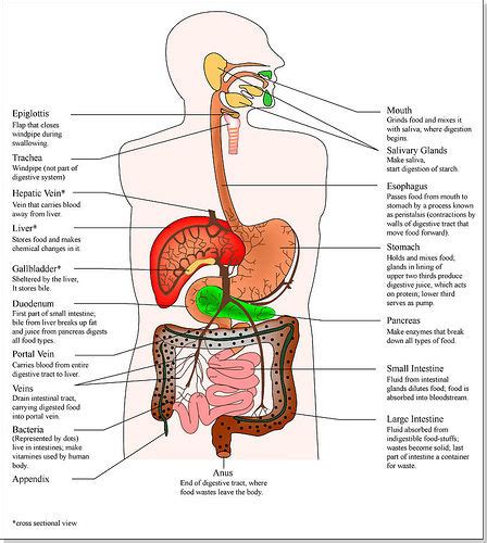 In the following article, we take a look at the important internal organs of the human body and their functions in the bigger biological system. Digestive system - Image - Digital Journal