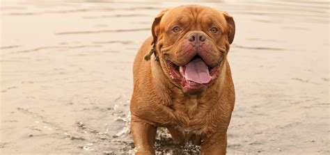 The Dogue De Bordeaux Modern Dog Magazine